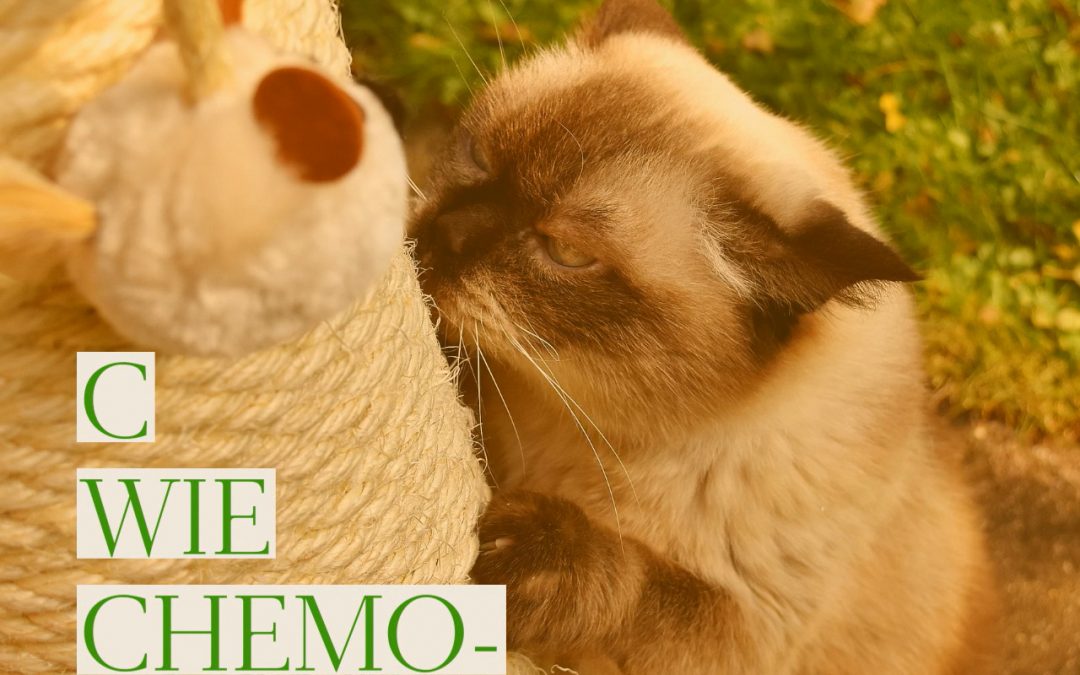 Xenias Katzen-ABC: „C wie Chemokommunikation“