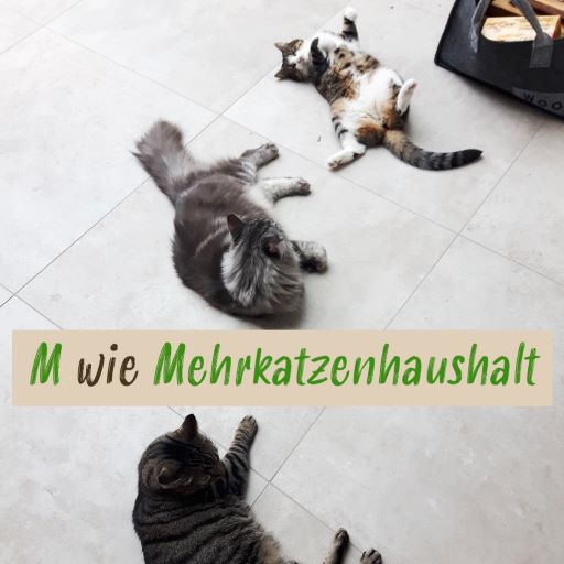 Xenias Katzen-ABC: “M wie Mehrkatzenhaushalt”