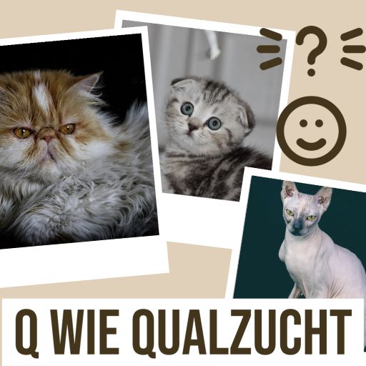 Xenias Katzen-ABC: “Q wie Qualzucht”
