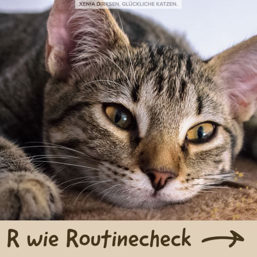 Xenias Katzen-ABC: “R wie Routinechecks”