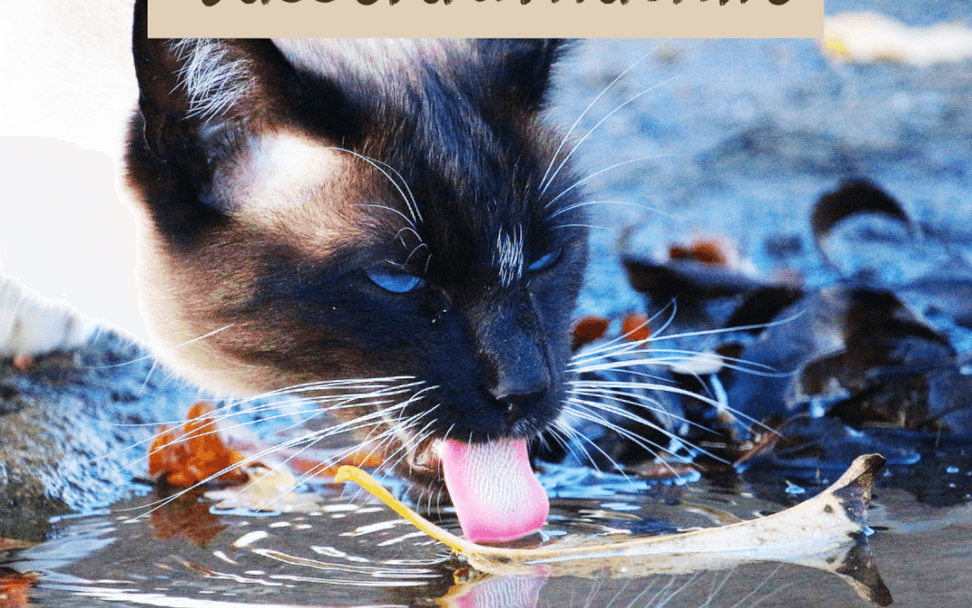 Wasseraufnahme und Trinkverhalten von Katzen