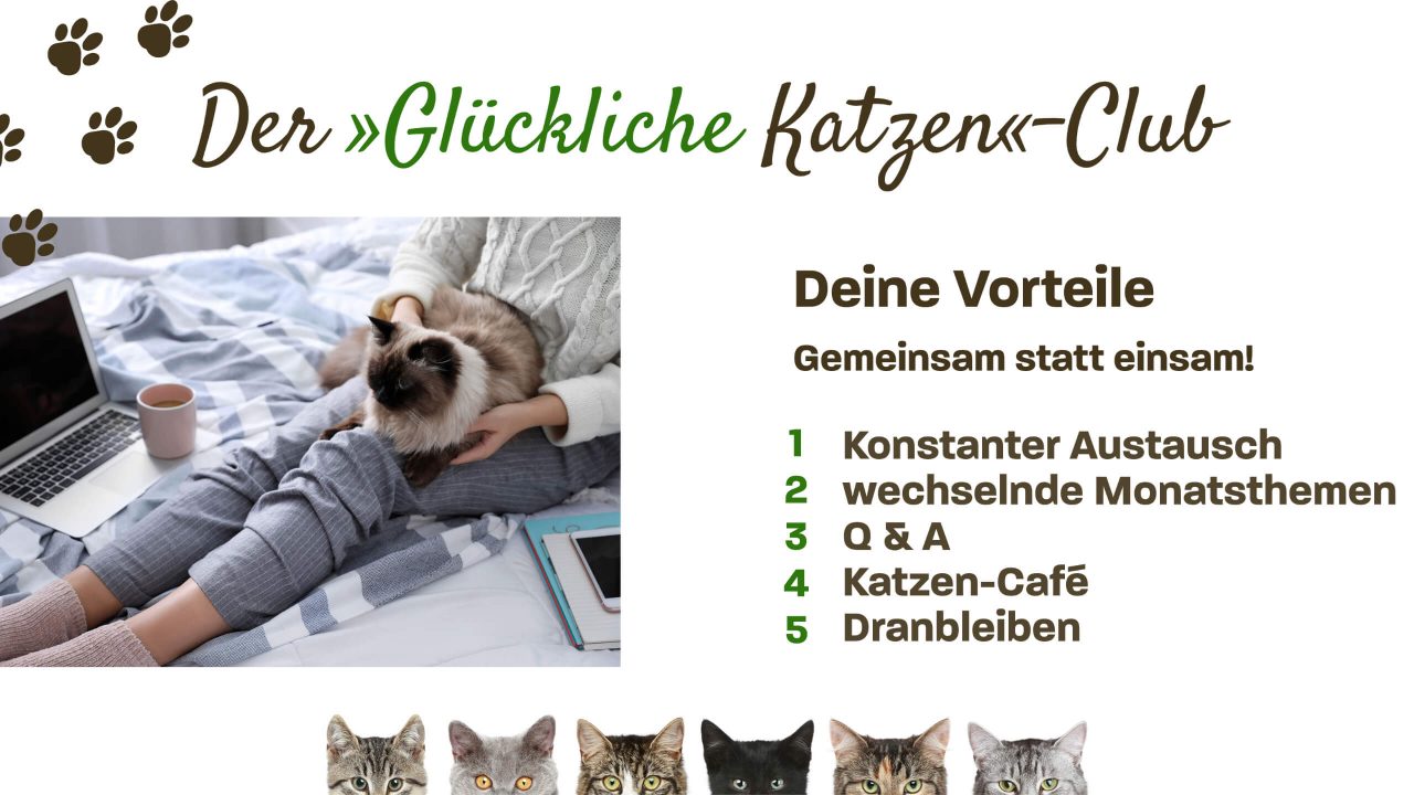 Diabetes bei Katzen was Katzeneltern wissen sollten! Katzenpsychologie Katzenverhalten