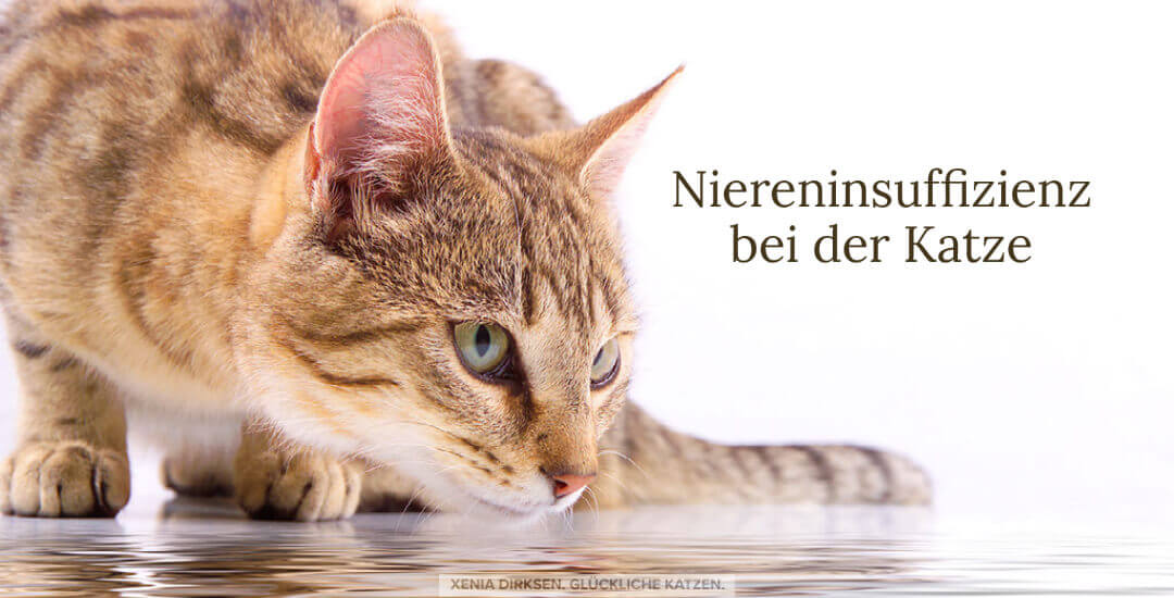 Niereninsuffizienz bei der Katze