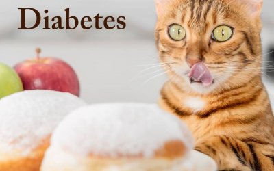 Diabetes bei Katzen – was Katzeneltern wissen sollten!