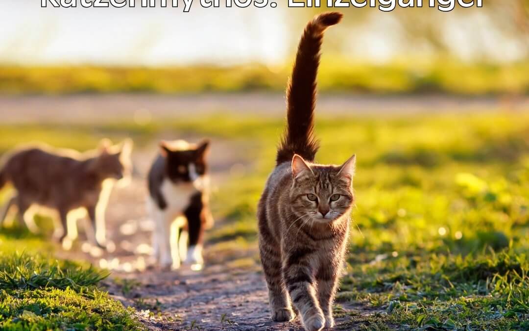 10 Mythen über das Sozialverhalten von Katzen – was wirklich stimmt 🐾 | Glückliche Katzen