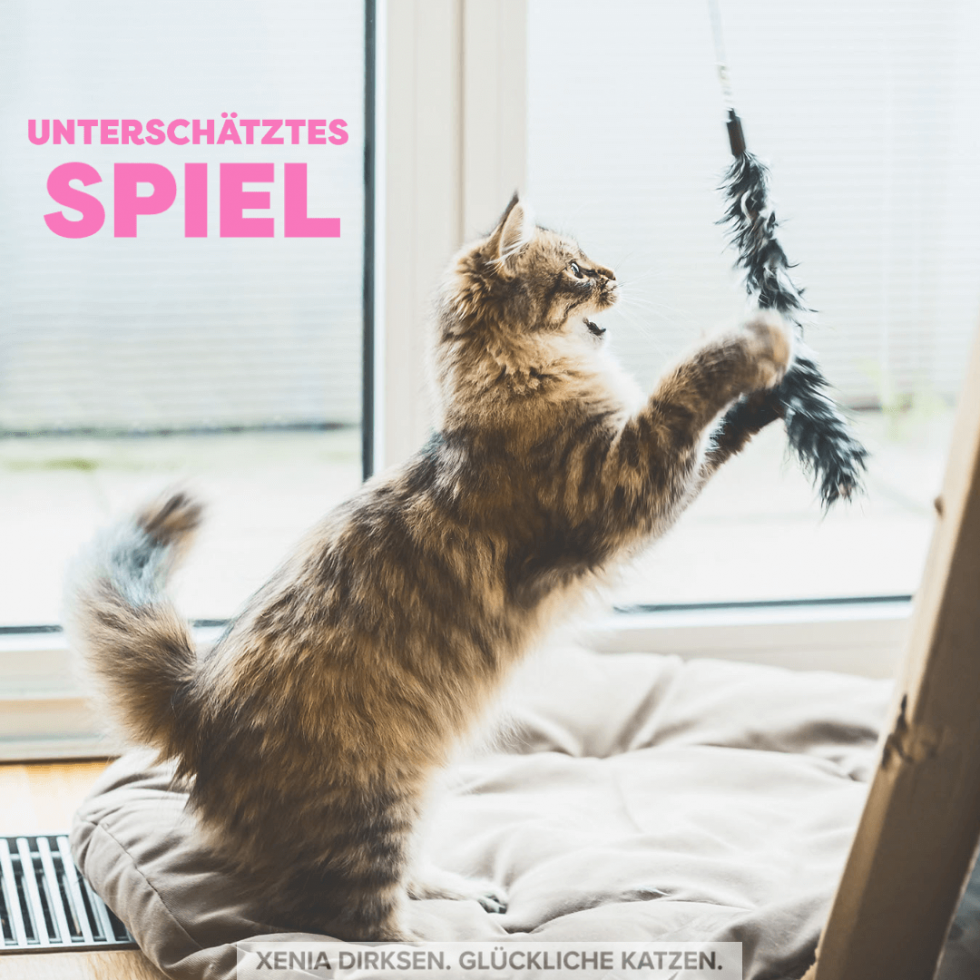 Spielen mit Katzen - Katzenpsychologie | Katzenverhalten | Katzengesundheit