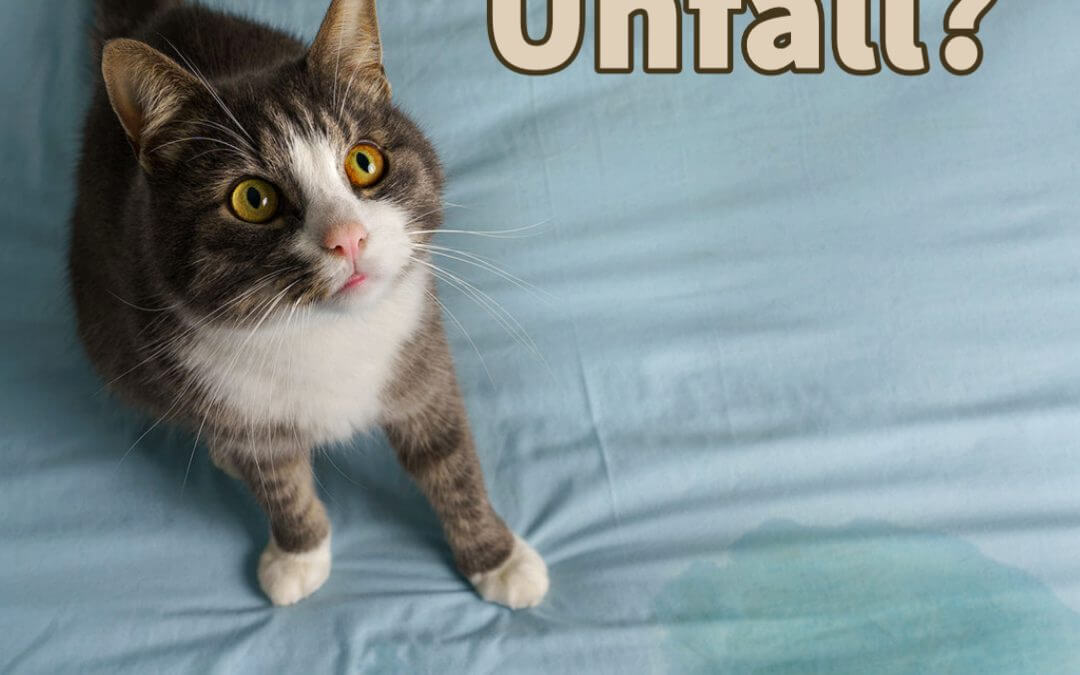 8 häufige Gründe für Unsauberkeit bei Katzen
