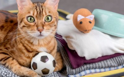 Katze im Koffer mit Spielzeug und Napf – Symbolbild für Urlaub mit Katze, erstellt von Xenia Dirksen, Katzenverhaltensberaterin | Glückliche Katzen