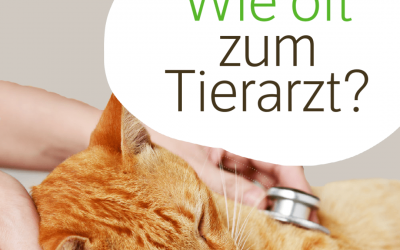 Wann mit der Katze zum Tierarzt? | 4 Tipps für Routine-Checks!